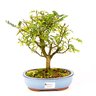 bonsai_pepertre_5_anos_26_cm_1327_3_3ca323ca8610d074c9c72dabe33c31e6