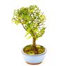 bonsai_pepertre_5_anos_26_cm_1327_2_eb67f7a641a27aba63fc33a56def44da