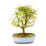 bonsai_pepertre_5_anos_26_cm_1327_1_f177e04e47c413f0f9d8269de3c1d9eb