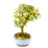 bonsai_pepertre_5_anos_26_cm_1327_4_4672aaa5c1270d41144ac50c5de969a1