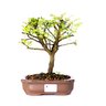 bonsai_pepertree_4_anos_22_cm_2787_3_acae7e8f81256ff284f8c793a4bb69fe