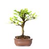 bonsai_pepertree_4_anos_22_cm_2787_2_78d706f39508fde3af40d11126c3259c