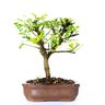 bonsai_pepertree_4_anos_22_cm_2787_1_3cb7c226904cb26e2feb958e3611dc22