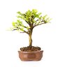 bonsai_pepertree_4_anos_22_cm_2787_4_196169878df28a9352f3d00dba99e21f