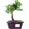 bonsai_piracanta_amarela_3_anos_22_cm_2879_1_eeb203c7725e0ad7ad3c28866040f20f