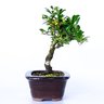 bonsai_piracanta_amarela_3_anos_22_cm_2879_2_22287a7b61fe9f21d49e5718cd3a51df