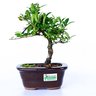 bonsai_piracanta_amarela_3_anos_22_cm_2879_3_16e9bddb6e1ba179234625e1406eca50