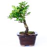 bonsai_piracanta_amarela_3_anos_22_cm_2879_4_b0930d8e8823f0dbed070ec1df2eb08a
