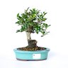 bonsai_piracanta_amarela_4_anos_22_cm_2901_3_e85ecac04c50f895787f5455ca627662