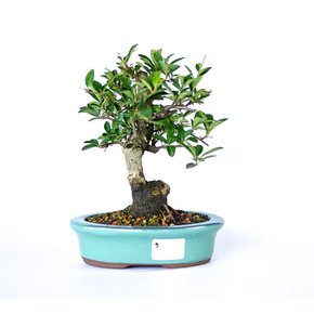 bonsai_piracanta_amarela_4_anos_22_cm_2901_3_e85ecac04c50f895787f5455ca627662