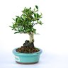 bonsai_piracanta_amarela_4_anos_22_cm_2901_2_b5ae1be4d3a4da5cf5bf68ca85020a39