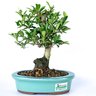bonsai_piracanta_amarela_4_anos_22_cm_2901_1_0a69ca6df100cee7ed673076f47b0ef2