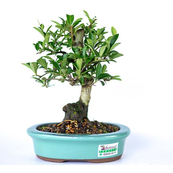 bonsai_piracanta_amarela_4_anos_22_cm_2901_1_0a69ca6df100cee7ed673076f47b0ef2