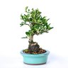 bonsai_piracanta_amarela_4_anos_22_cm_2901_4_43f1da9068d0fd9a8653522477437b73