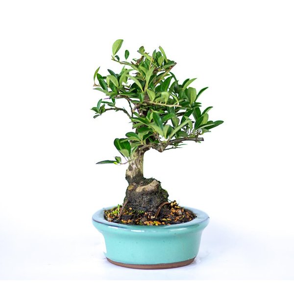 bonsai_piracanta_amarela_4_anos_22_cm_2901_4_43f1da9068d0fd9a8653522477437b73