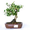bonsai_piracanta_amarela_4_anos_21_cm_2935_3_90efafe19b036fb0ebfc5967906059ac