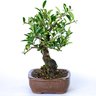 bonsai_piracanta_amarela_4_anos_21_cm_2935_2_cf521c2a51dc13f0b113171cef5a6be0
