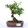 bonsai_piracanta_amarela_4_anos_21_cm_2935_1_30d3e035a4e6cb854a6984e82c6dc3e6
