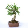 bonsai_piracanta_amarela_4_anos_21_cm_2935_4_7124b6eeae64bbba8acdb9cfe835eabc