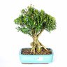 bonsai_buxus_harlandi_14_anos_35_cm_2963_3_1e5bc77a8260e6d3715617a191ee67d3