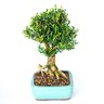 bonsai_buxus_harlandi_14_anos_35_cm_2963_2_420010c0f88e30f895e4e3cc041bb358