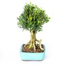 bonsai_buxus_harlandi_14_anos_35_cm_2963_4_f006446b210a3b2122115648b7a79870