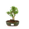 bonsai_piracanta_amarela_5_anos_24_cm_3275_3_da5753c0659d0732967731cd84a4fd3f