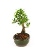 bonsai_piracanta_amarela_5_anos_24_cm_3275_2_311afb4cfce24b760d20ff1081986068