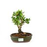 bonsai_piracanta_amarela_5_anos_24_cm_3275_1_96b188d31dab877c719b0fb2e493d204