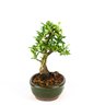 bonsai_piracanta_amarela_5_anos_24_cm_3275_4_3ec362032ad23849e59c807e28ff21ba