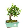 bonsai_piracanta_vermelha_7_anos_31_cm_3289_3_a43cee970fcdc2c05f643e5f4daef6fc
