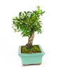 bonsai_piracanta_vermelha_7_anos_31_cm_3289_2_ef46e9031ab84b6373e1844ea25da0ab