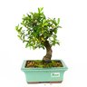 bonsai_piracanta_vermelha_7_anos_31_cm_3289_1_a1e586b38e180c59a9e042b350e83947