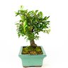 bonsai_piracanta_vermelha_7_anos_31_cm_3289_4_388958babf54d4204b7386309b71075a
