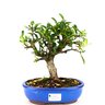 bonsai_piracanta_vermelha_5_anos_25_cm_3323_3_2cd6e67623d84ee316996e500a0dd3d2