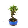 bonsai_piracanta_vermelha_5_anos_25_cm_3323_2_911c3bcc7b206f00d10a01046e3cfb84