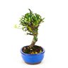 bonsai_piracanta_vermelha_5_anos_25_cm_3323_4_22c9be4ed64ca35b141b335f13c1ad68