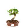 bonsai_piracanta_amarela_4_anos_21_cm_3351_1_e042175cceaefe20040871ae35f09673