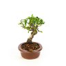 bonsai_piracanta_amarela_4_anos_21_cm_3351_2_cbd49255c5d66f05e58e8103c0ff22f5