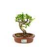 bonsai_piracanta_amarela_4_anos_21_cm_3351_3_6abd4e6923cb3ee87cf428a41ea364a1