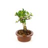 bonsai_piracanta_amarela_4_anos_21_cm_3351_4_fe6024574a2c86f25faeb5bb3eb4a423
