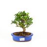 bonsai_piracanta_amarela_4_anos_21_cm_3467_1_d7d7cdf865865d2067fcbd4513f48e50