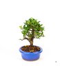 bonsai_piracanta_amarela_4_anos_21_cm_3467_4_608dd9b0f96659426cf957bd023a4a3d