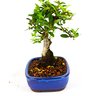 bonsai_piracanta_amarela_4_anos_22_cm_3789_2_e0ab74af58fa26e23ce05eb369ae8b92