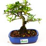bonsai_piracanta_amarela_4_anos_22_cm_3789_3_c8913a73ace90b165e722f0b99011867