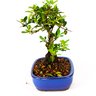 bonsai_piracanta_amarela_4_anos_22_cm_3789_4_54b6e4ff1bf90736545ddc65052258b1