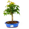 bonsai_acer_palmatum_5_anos_31_cm_3825_3_de30151ac875bb1b59855c7d18a678b8