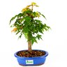 bonsai_acer_palmatum_5_anos_31_cm_3825_1_b488172954ba9823e8cc17504d47c4f2