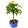 bonsai_acer_palmatum_5_anos_31_cm_3825_4_4215235bd73ff45f60d53fc1260400b9