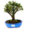 bonsai_serissa_dobrada_branca_5_anos_25_cm_3845_3_6aef8afd3189ea32558f935bd1bace13